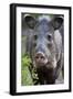 Collared Peccary (Pecari Tajacu) Laredo Borderlands, Texas, USA. April-Claudio Contreras-Framed Photographic Print