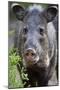 Collared Peccary (Pecari Tajacu) Laredo Borderlands, Texas, USA. April-Claudio Contreras-Mounted Photographic Print