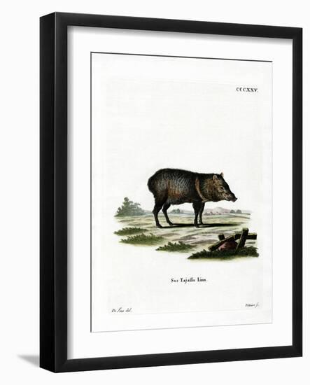 Collared Peccary-null-Framed Giclee Print