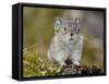 Collared Pika (Ochotona Collaris), Hatcher Pass, Alaska, United States of America, North America-James Hager-Framed Stretched Canvas