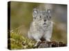 Collared Pika (Ochotona Collaris), Hatcher Pass, Alaska, United States of America, North America-James Hager-Stretched Canvas