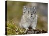 Collared Pika (Ochotona Collaris), Hatcher Pass, Alaska, United States of America, North America-James Hager-Stretched Canvas