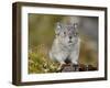 Collared Pika (Ochotona Collaris), Hatcher Pass, Alaska, United States of America, North America-James Hager-Framed Photographic Print