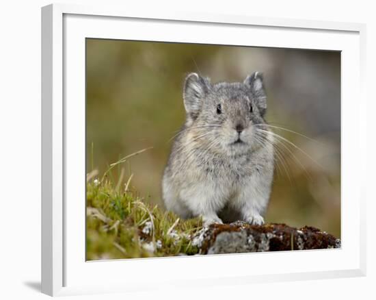 Collared Pika (Ochotona Collaris), Hatcher Pass, Alaska, United States of America, North America-James Hager-Framed Photographic Print