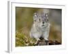 Collared Pika (Ochotona Collaris), Hatcher Pass, Alaska, United States of America, North America-James Hager-Framed Photographic Print