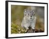 Collared Pika (Ochotona Collaris), Hatcher Pass, Alaska, United States of America, North America-James Hager-Framed Photographic Print