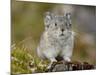 Collared Pika (Ochotona Collaris), Hatcher Pass, Alaska, United States of America, North America-James Hager-Mounted Photographic Print