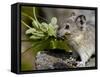 Collared Pika (Ochotona Collaris) Taking Food to a Cache, Hatcher Pass, Alaska-James Hager-Framed Stretched Canvas