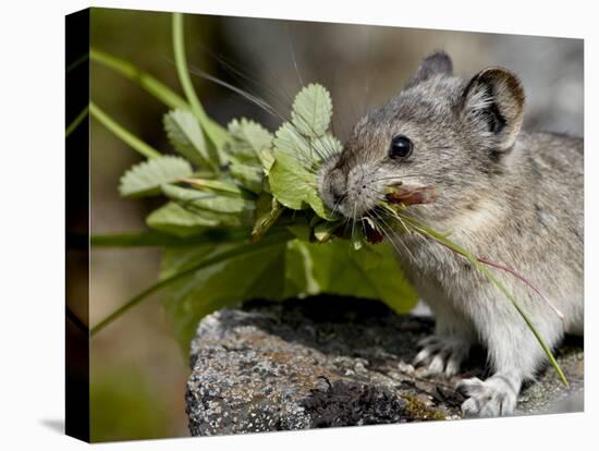 Collared Pika (Ochotona Collaris) Taking Food to a Cache, Hatcher Pass, Alaska-James Hager-Stretched Canvas