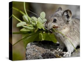 Collared Pika (Ochotona Collaris) Taking Food to a Cache, Hatcher Pass, Alaska-James Hager-Stretched Canvas