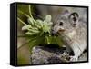 Collared Pika (Ochotona Collaris) Taking Food to a Cache, Hatcher Pass, Alaska-James Hager-Framed Stretched Canvas