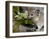 Collared Pika (Ochotona Collaris) Taking Food to a Cache, Hatcher Pass, Alaska-James Hager-Framed Photographic Print