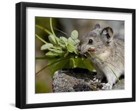 Collared Pika (Ochotona Collaris) Taking Food to a Cache, Hatcher Pass, Alaska-James Hager-Framed Photographic Print