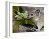 Collared Pika (Ochotona Collaris) Taking Food to a Cache, Hatcher Pass, Alaska-James Hager-Framed Photographic Print