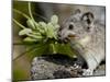 Collared Pika (Ochotona Collaris) Taking Food to a Cache, Hatcher Pass, Alaska-James Hager-Mounted Photographic Print