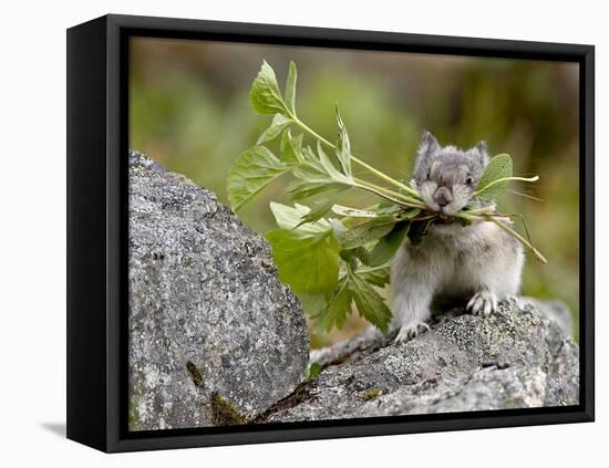 Collared Pika (Ochotona Collaris) Taking Food to a Cache, Hatcher Pass, Alaska-null-Framed Stretched Canvas