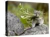 Collared Pika (Ochotona Collaris) Taking Food to a Cache, Hatcher Pass, Alaska-null-Stretched Canvas