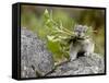 Collared Pika (Ochotona Collaris) Taking Food to a Cache, Hatcher Pass, Alaska-null-Framed Stretched Canvas