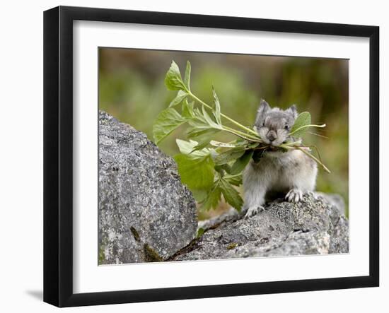 Collared Pika (Ochotona Collaris) Taking Food to a Cache, Hatcher Pass, Alaska-null-Framed Photographic Print