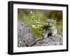 Collared Pika (Ochotona Collaris) Taking Food to a Cache, Hatcher Pass, Alaska-null-Framed Photographic Print