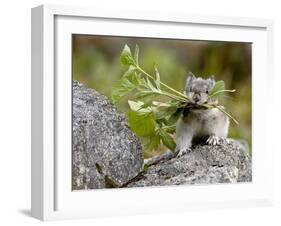 Collared Pika (Ochotona Collaris) Taking Food to a Cache, Hatcher Pass, Alaska-null-Framed Photographic Print