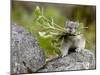 Collared Pika (Ochotona Collaris) Taking Food to a Cache, Hatcher Pass, Alaska-null-Mounted Photographic Print