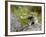 Collared Pika (Ochotona Collaris) Taking Food to a Cache, Hatcher Pass, Alaska-null-Framed Photographic Print