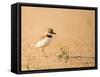 Collared Plover-Joe McDonald-Framed Stretched Canvas