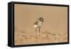 Collared Plover-Joe McDonald-Framed Stretched Canvas