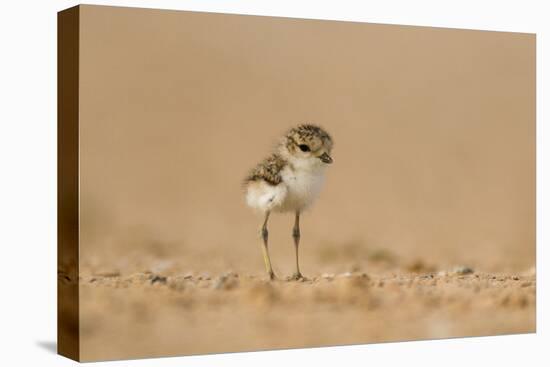 Collared Plover-Joe McDonald-Stretched Canvas