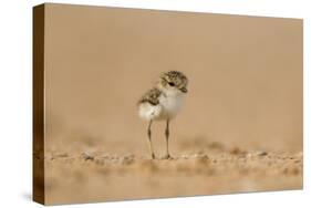 Collared Plover-Joe McDonald-Stretched Canvas