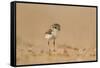 Collared Plover-Joe McDonald-Framed Stretched Canvas