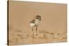 Collared Plover-Joe McDonald-Stretched Canvas