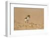 Collared Plover-Joe McDonald-Framed Premium Photographic Print