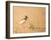 Collared Plover-Joe McDonald-Framed Photographic Print