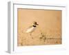 Collared Plover-Joe McDonald-Framed Photographic Print