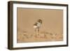 Collared Plover-Joe McDonald-Framed Photographic Print