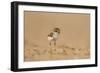 Collared Plover-Joe McDonald-Framed Photographic Print