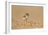 Collared Plover-Joe McDonald-Framed Photographic Print