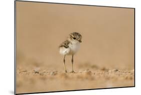 Collared Plover-Joe McDonald-Mounted Photographic Print