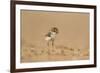 Collared Plover-Joe McDonald-Framed Photographic Print