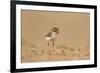 Collared Plover-Joe McDonald-Framed Photographic Print