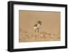 Collared Plover-Joe McDonald-Framed Photographic Print