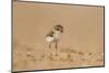 Collared Plover-Joe McDonald-Mounted Photographic Print