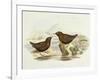 Collared Sparrowhawk (Accipiter Cirrocephalus)-John Gould-Framed Giclee Print