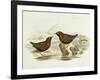 Collared Sparrowhawk (Accipiter Cirrocephalus)-John Gould-Framed Giclee Print