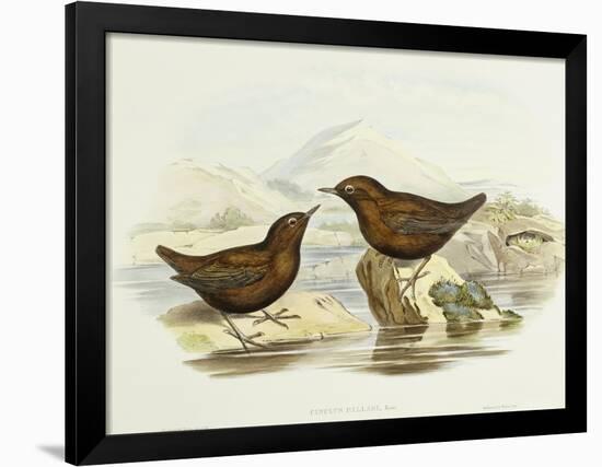 Collared Sparrowhawk (Accipiter Cirrocephalus)-John Gould-Framed Giclee Print