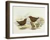 Collared Sparrowhawk (Accipiter Cirrocephalus)-John Gould-Framed Giclee Print