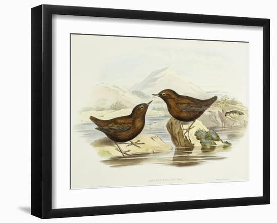 Collared Sparrowhawk (Accipiter Cirrocephalus)-John Gould-Framed Giclee Print