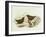 Collared Sparrowhawk (Accipiter Cirrocephalus)-John Gould-Framed Giclee Print